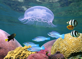 水生生物 水下世界的生命奇迹
