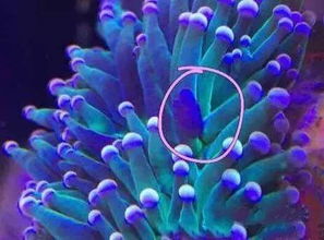 活石上的小生物 善恶分明，你需要认识它们