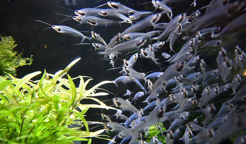 多姿多彩千奇百怪的海洋生物